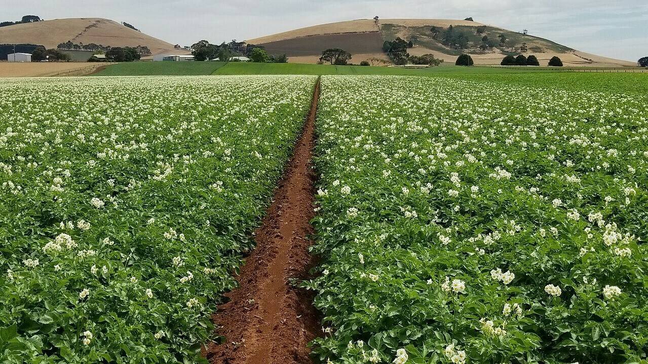 patata-agricultura|Info-H-Subterr-neas-2